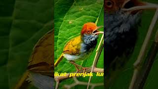 Download lagu prenjak lumut gacor mp3