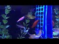 innovative marine gourmet grazer