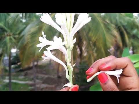 New method Sampangi flower