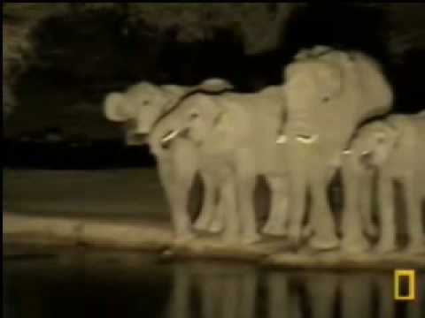 Elephants at night