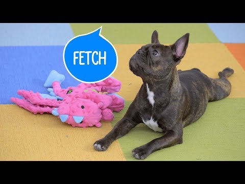 How to Teach Your Dog to Fetch | Chewy