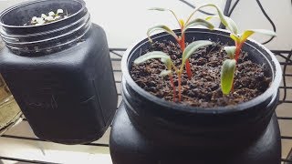 Growing new plants