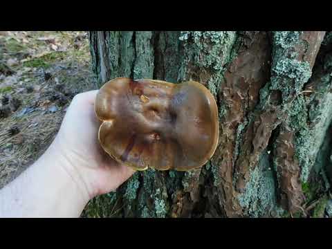 Patrol Grzybowy #3 - nareszcie są kurki - sierpień 2021