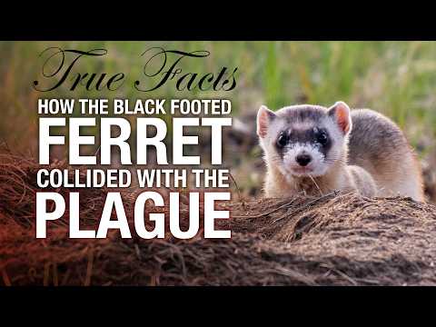 Black-footed Ferrets Need Protection from Bubonic Plague - Neatorama
