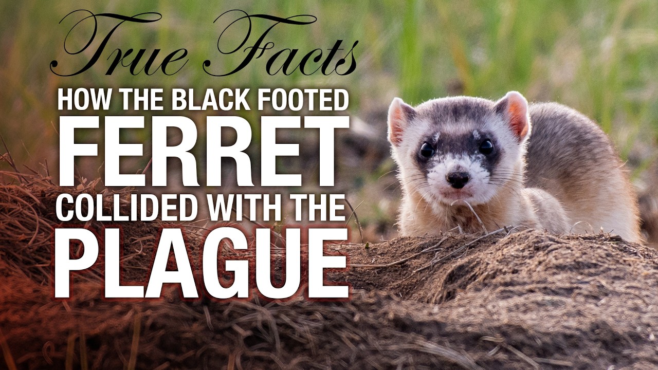 True Facts: The Ferret and the Plague