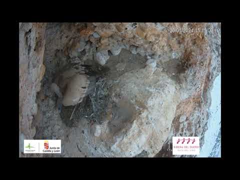 Primeros días del huevo de una pareja de buitres leonados (Riaza - Segovia)
