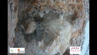 Primeros días del huevo de una pareja de buitres leonados (Riaza - Segovia)