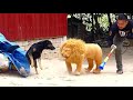 Wow Super Huge Blanket Vs Sleeping Dogs Pranks Supper Funny Videos