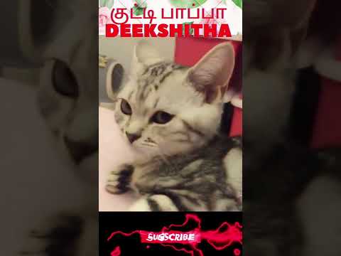 Funny Cats 17 May 2022