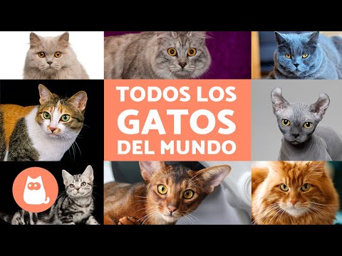 TODAS las RAZAS de GATOS del mundo 🐱 ¡Ordenadas Alfabéticamente!