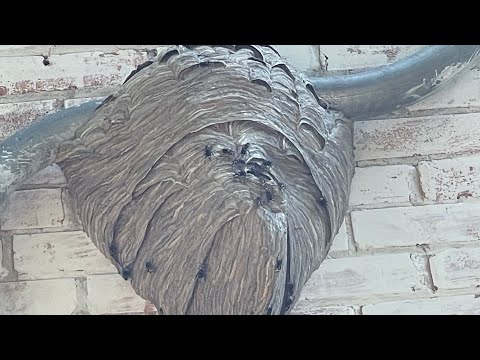 Bald face hornet nest vs shop vac, vacuum vs massive wasp nest.