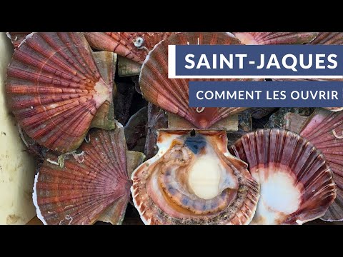 Comment ouvrir les Coquilles Saint-Jacques ?