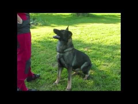 Astoria Daniel Bohemia & Caimi Daniel Bohemia - sestřih roku 2013