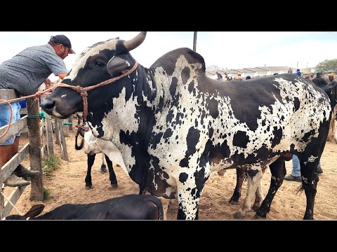 Cattle Fair in Capoeiras-PE 02/01/2026 #northeast