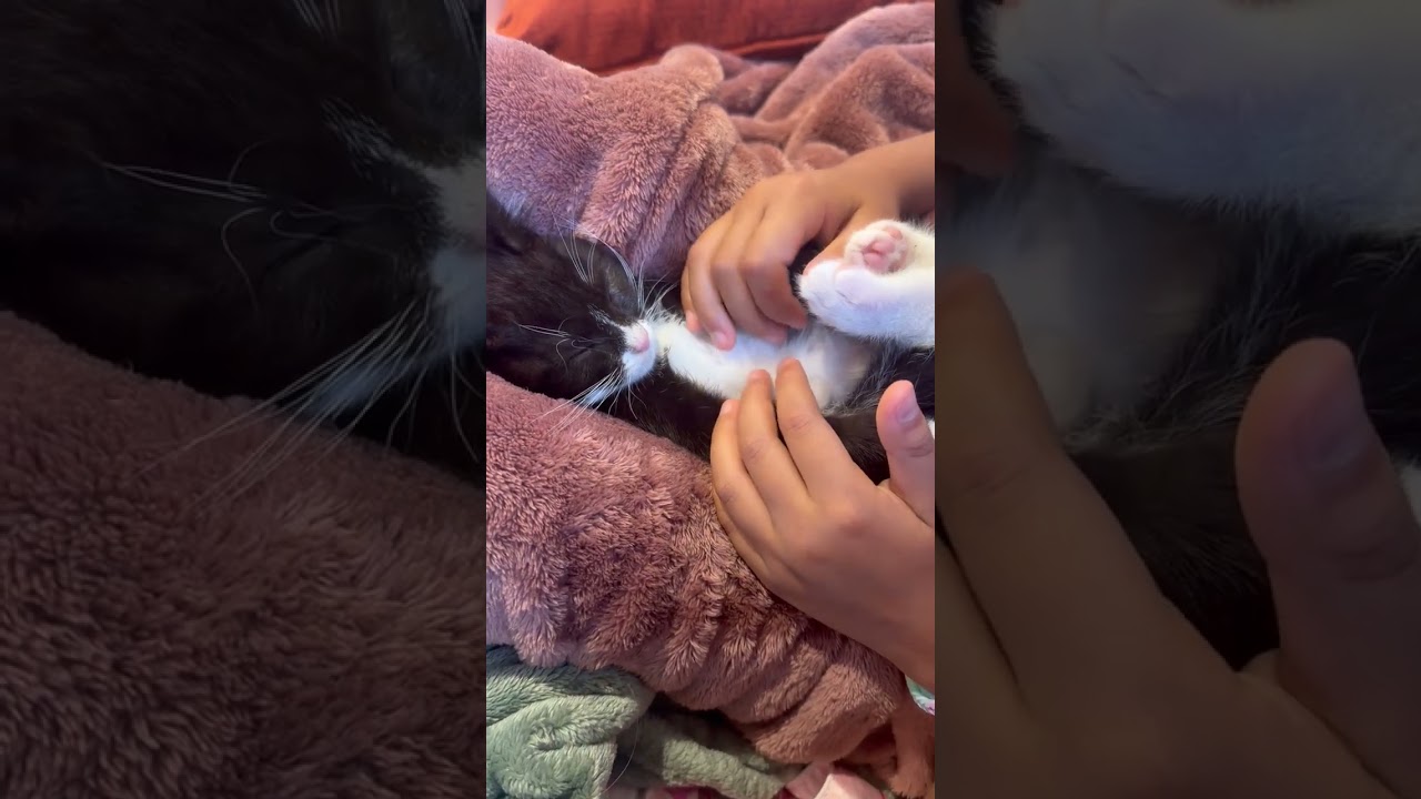 Enlarge Moonbeam, a ADOPTABLE mixed breed in Santa Cruz, CA video 4/4