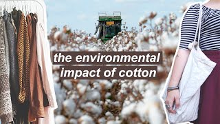 THE ENVIRONMENTAL IMPACT OF COTTON // + is organic cotton ACTUALLY better