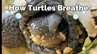 How do Turtles Breathe? Butt Breathing and Cloacal Respiration