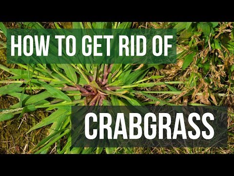 image-What happens when crabgrass dies?