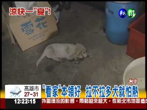 拉不拉多超怕熱 抱冰寶特瓶睡覺