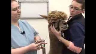 Removing Fighting Teeth in Alpacas and Camelids
