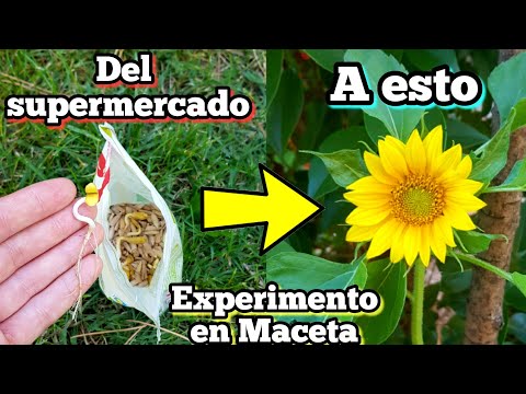 , title : 'Mira lo que SUCEDE si plantas PIPAS de GIRASOL del SUPERMERCADO en MACETA 🌻 (Cultivar y sembrar)'