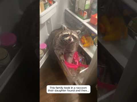 Adopting a raccoon
