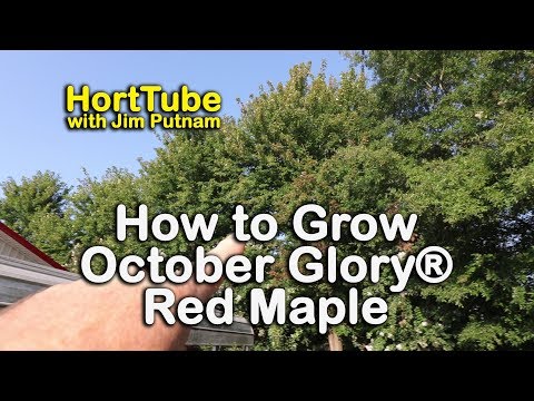 , title : 'How to grow October Glory® Red Maples - Red Fall Foliage Shade Tree'