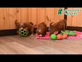 Toy Poodle dogs for sale: Cody - Video 1