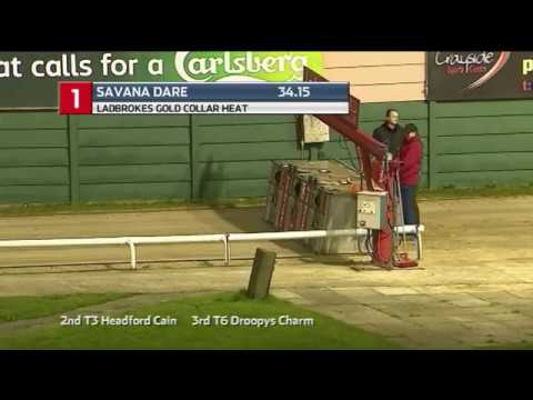 2019 LADBROKES GOLD COLLAR - HEAT 1 - T1 SAVANA DARE