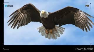 vuela aguila tercer cielo