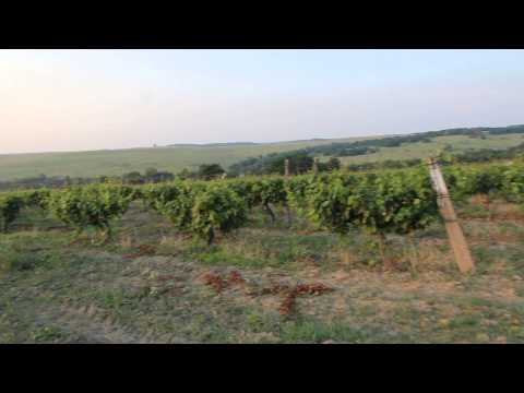 Vita de vie - Dealul Viilor Lugoj - România