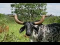 Fulbe Sénégal Tamba Counda