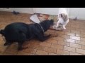 Tough little growling dog challenges Lena the ...