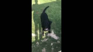 Scout alerting to a low and dropping blood sugar