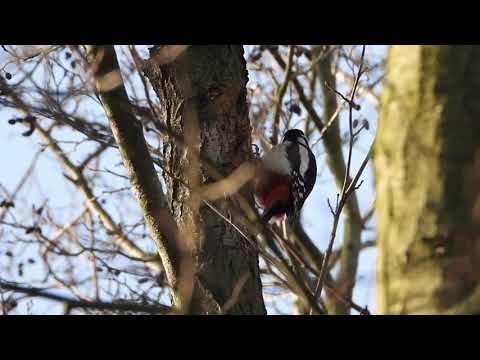 W Rezerwacie przyrody „Ptasi Raj” jezioro Ptasi Raj Wyspa Sobieszewska 2020