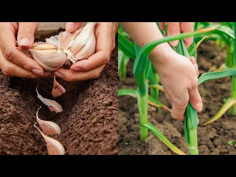 Just plant 1 plant next to the GARLIC! Big heads without diseases and pests