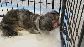 Video preview image #1 Poodle (Miniature)-Unknown Mix Puppy For Sale in Spring, TX, USA