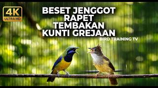 Download lagu 🔴 Live Besetan Tajam Cucak Jengot Speed Rapat vs Cucak Cungkok Super Gacor Isian Kunti Greja mp3 Download lagu 🔴 Live Besetan Tajam Cucak Jengot Speed Rapat vs Cucak Cungkok Super Gacor Isian Kunti Greja mp3