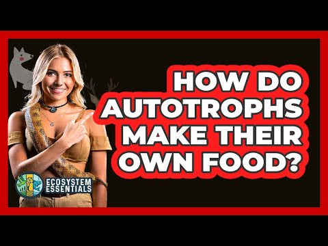 How Do Autotrophs Make Their Own Food? - Ecosystem Essentials