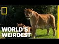 Lions, Tigers and Ligers! | World's Weirdest