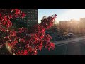 Clip 3