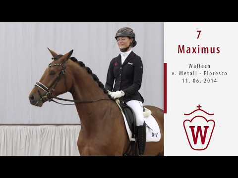 07 Maximus  Wallach v. Metall - Floresco