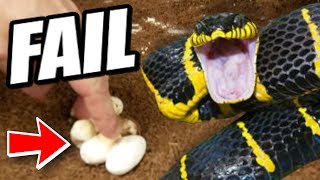 BAD SNAKE EGGS!!! OH NO!!! | BRIAN BARCZYK by Brian Barczyk