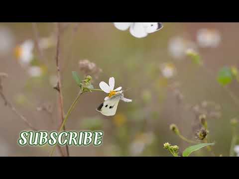 Nature world video 1080HD |Most Wonderful Natural Phenomena In The World|Beauty with Rashida.