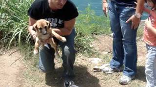 Inky Blue sea animal rescue  puppies on dead dog beach- with Maria Leon, Puerto  Rico
