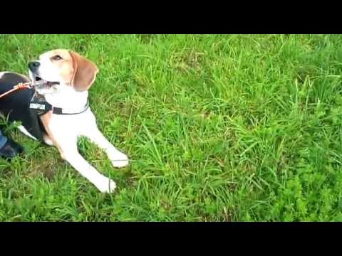 Paul: Fährte 31.7.2011