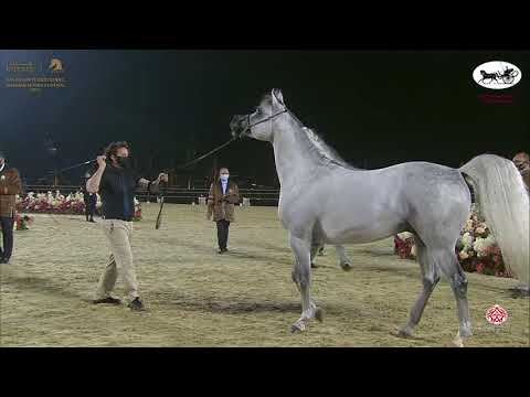 N 234 SUNDOWN K A    Katara International Arabian Horse Festival   Stallions 7 10 Years Old Class 11
