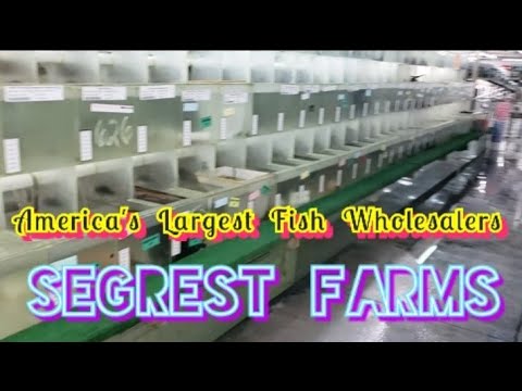 (The Secret Video): INSIDE SEGREST FARMS: A Tour of the USA's Largest Tropical Fish Wholesaler.