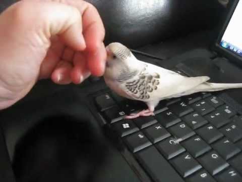 Wellensittich liebt Kuscheln