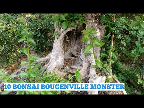 10 Biggest Bougenville Bonsai In Flora and Fauna 2019 Show